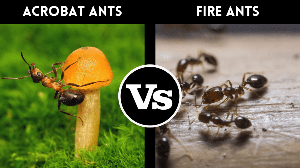 Red Ants vs. Fire Ants How To Tell the Difference?