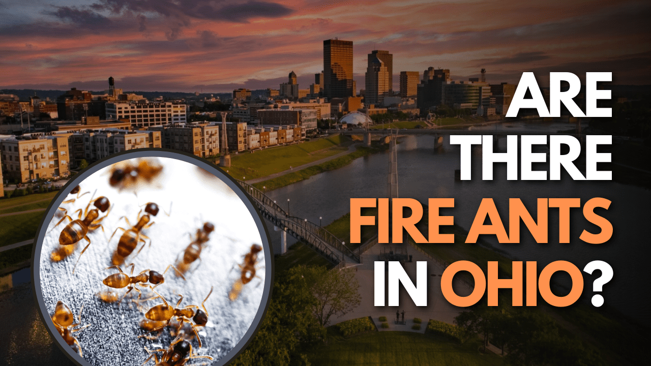 Are There Fire Ants In Ohio