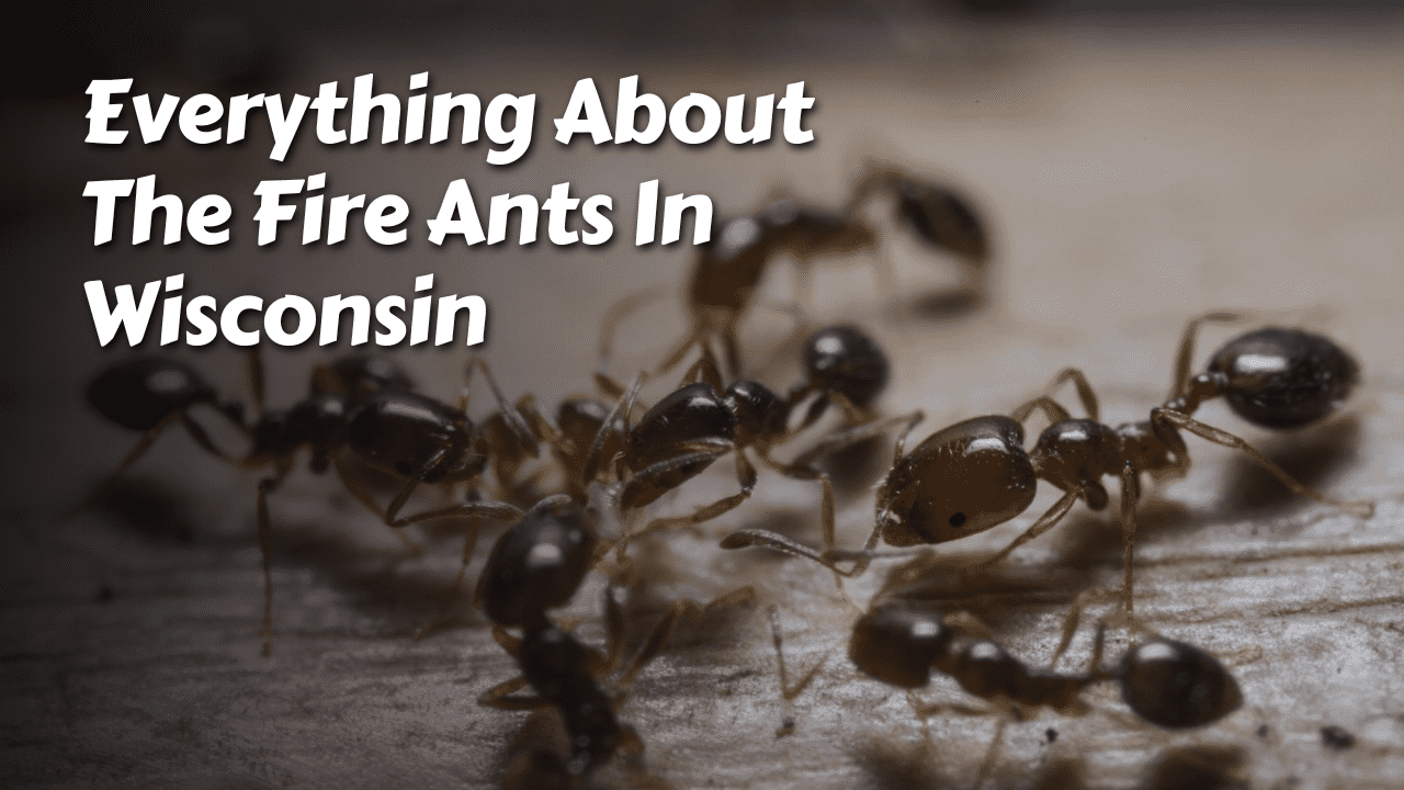 Everything About The Fire Ants In Wisconsin