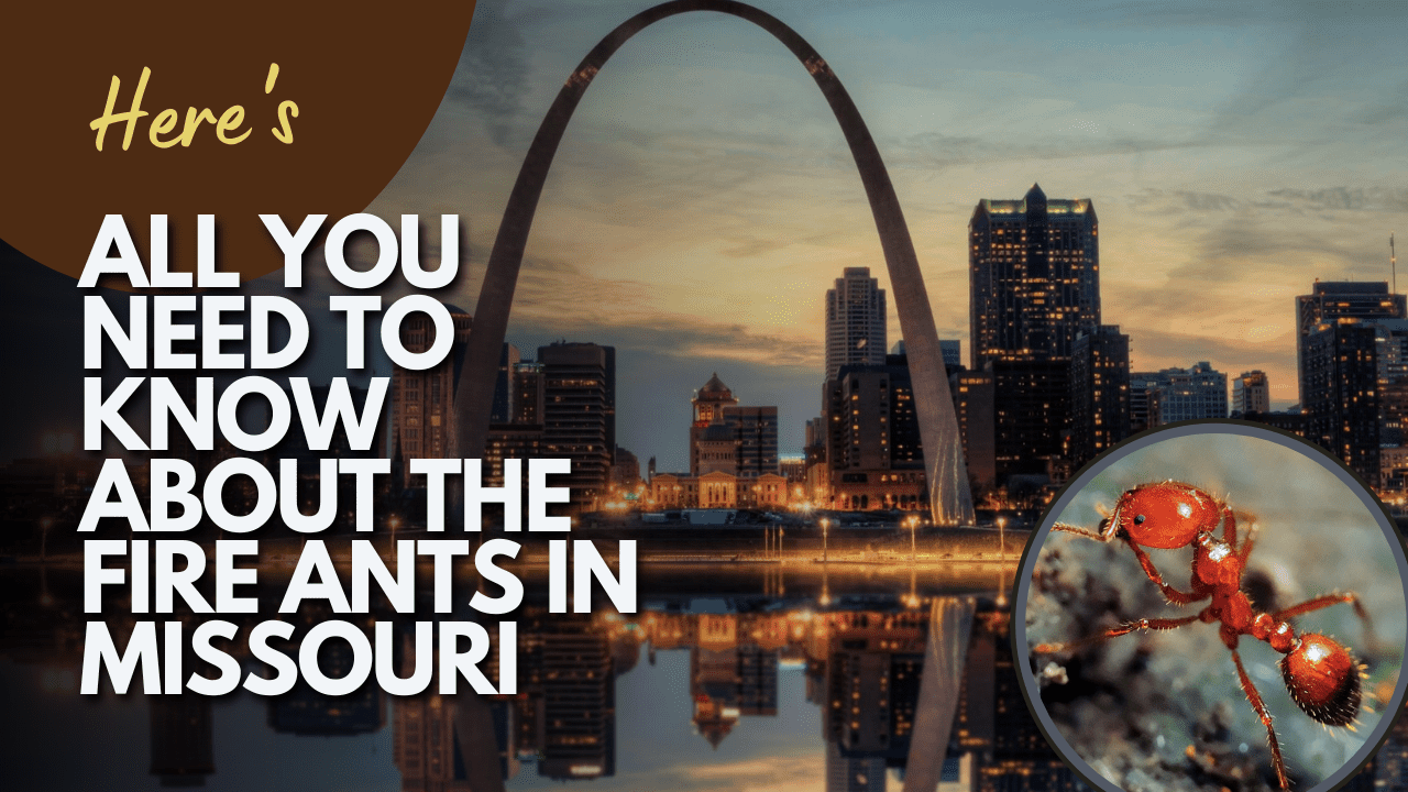 Here’s All You Need to Know About The Fire Ants In Missouri