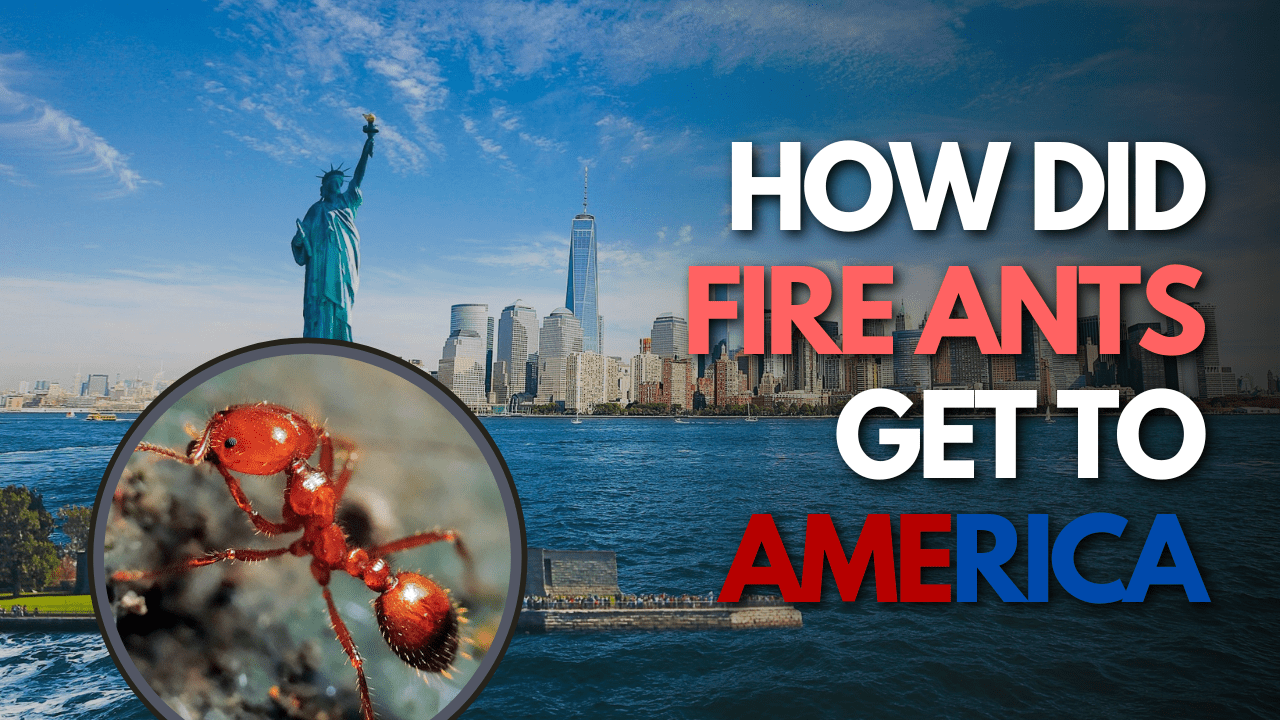 How Did Fire Ants Get To America