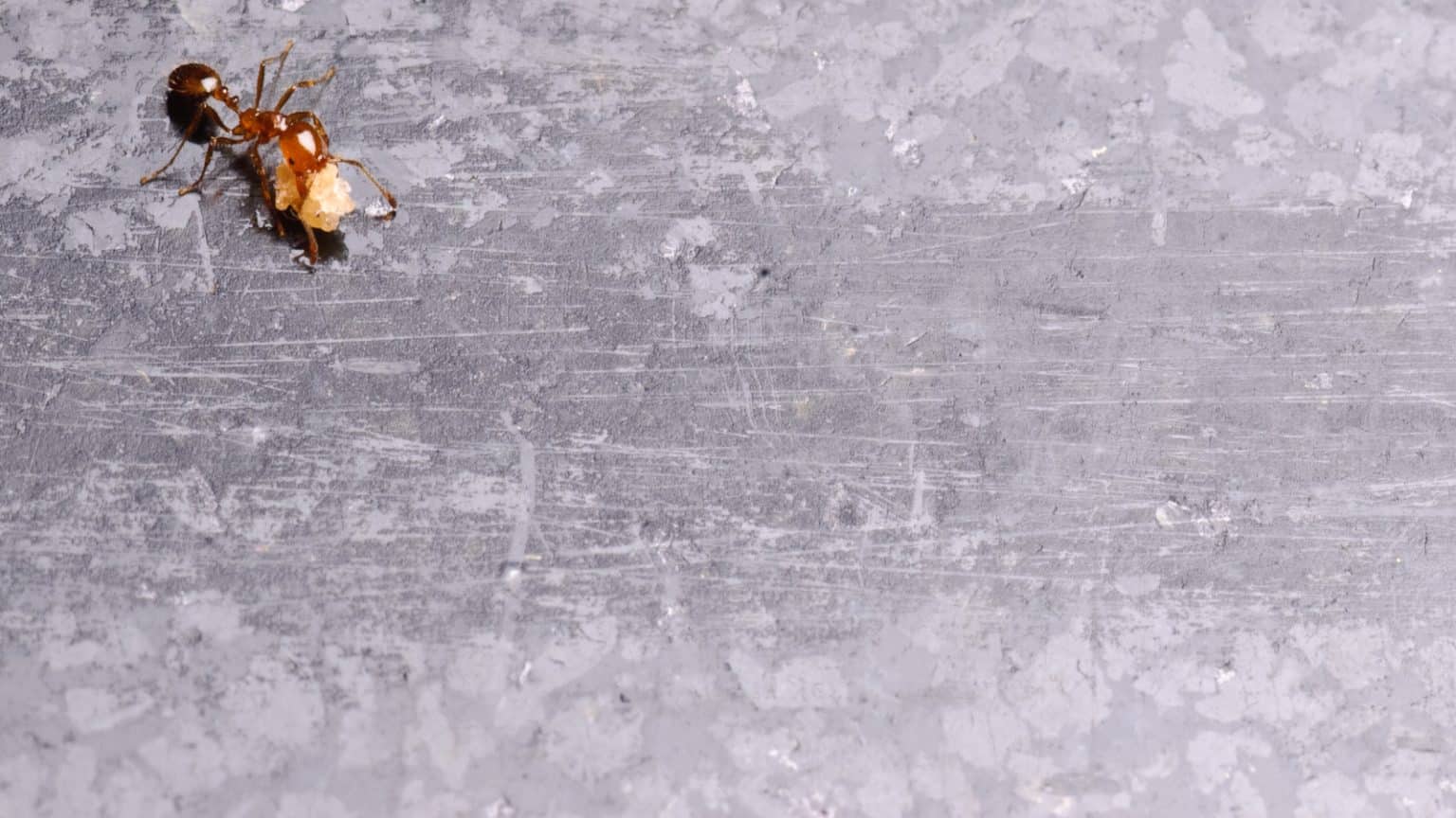 What Do Fire Ants Eat? (You May Be Surprised!)