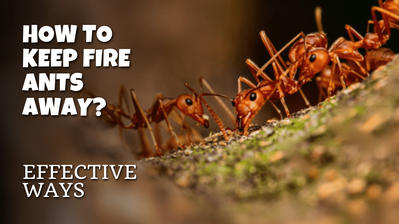 How To Keep Fire Ants Away - Effective Ways