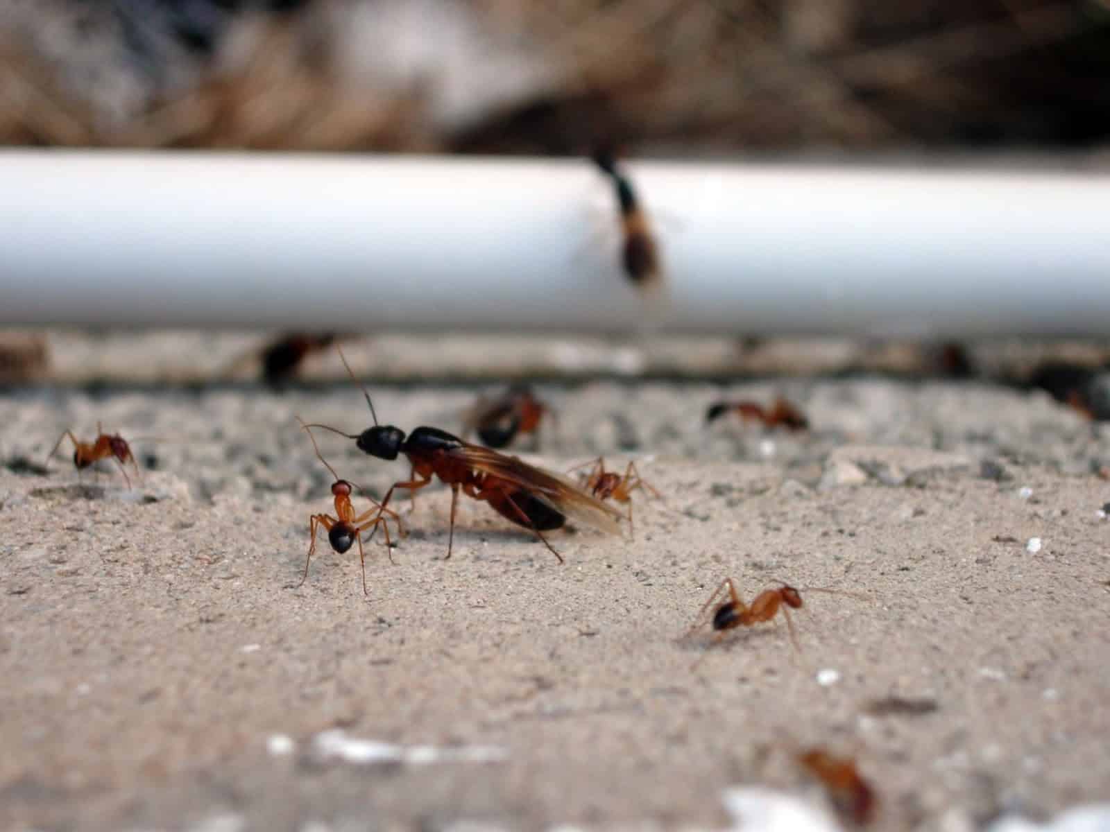 How To Identify Fire Ants?