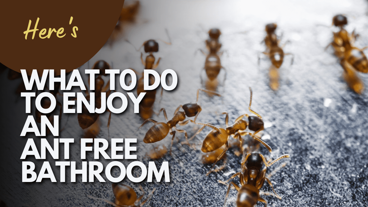 Is Your Bathroom Infested with Fire Ants Here’s What To Do To Enjoy An Ant-free Bathroom