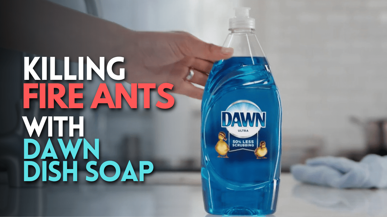 Killing Fire Ants With Dawn Dish Soap
