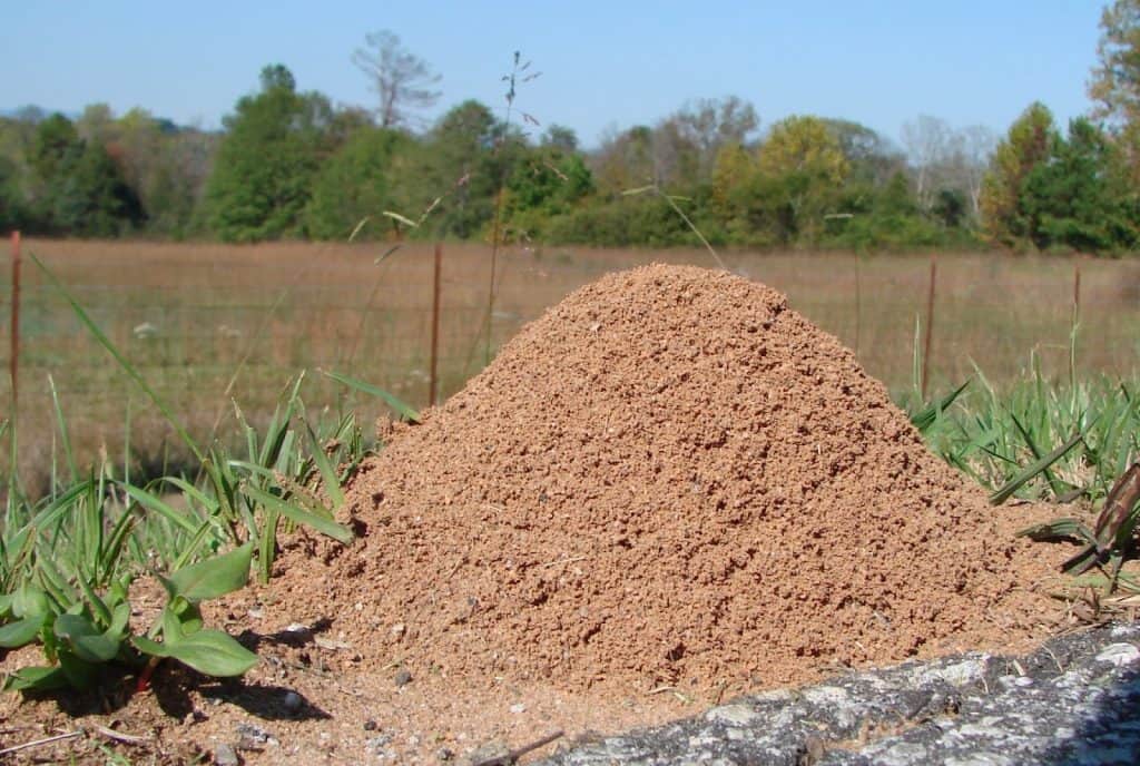 Fire ant mound.