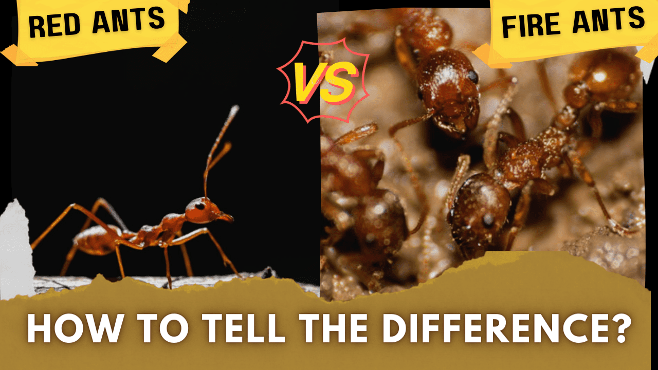 Red Ants vs. Fire Ant How To Tell the Difference