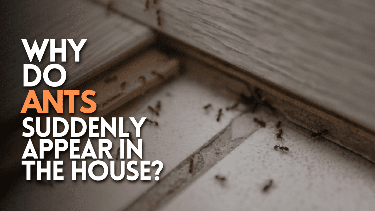 Why Do Ants Suddenly Appear In The House
