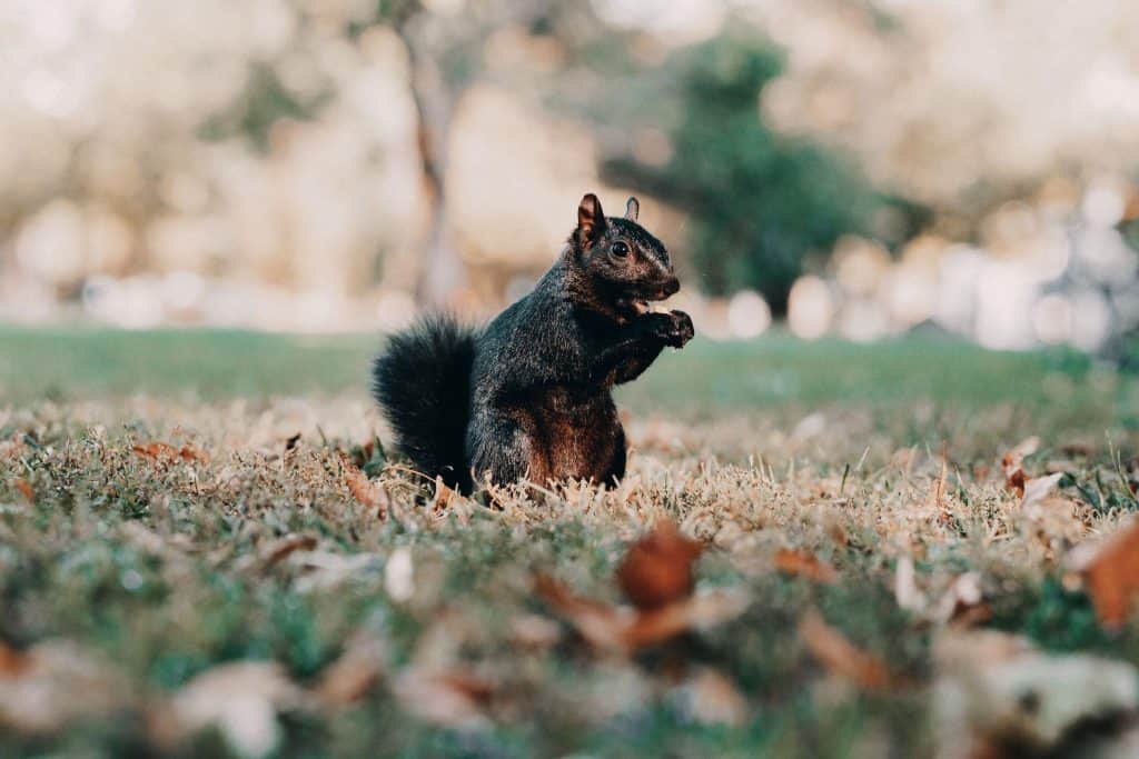 Are Black Squirrels Just Grey Squirrels?