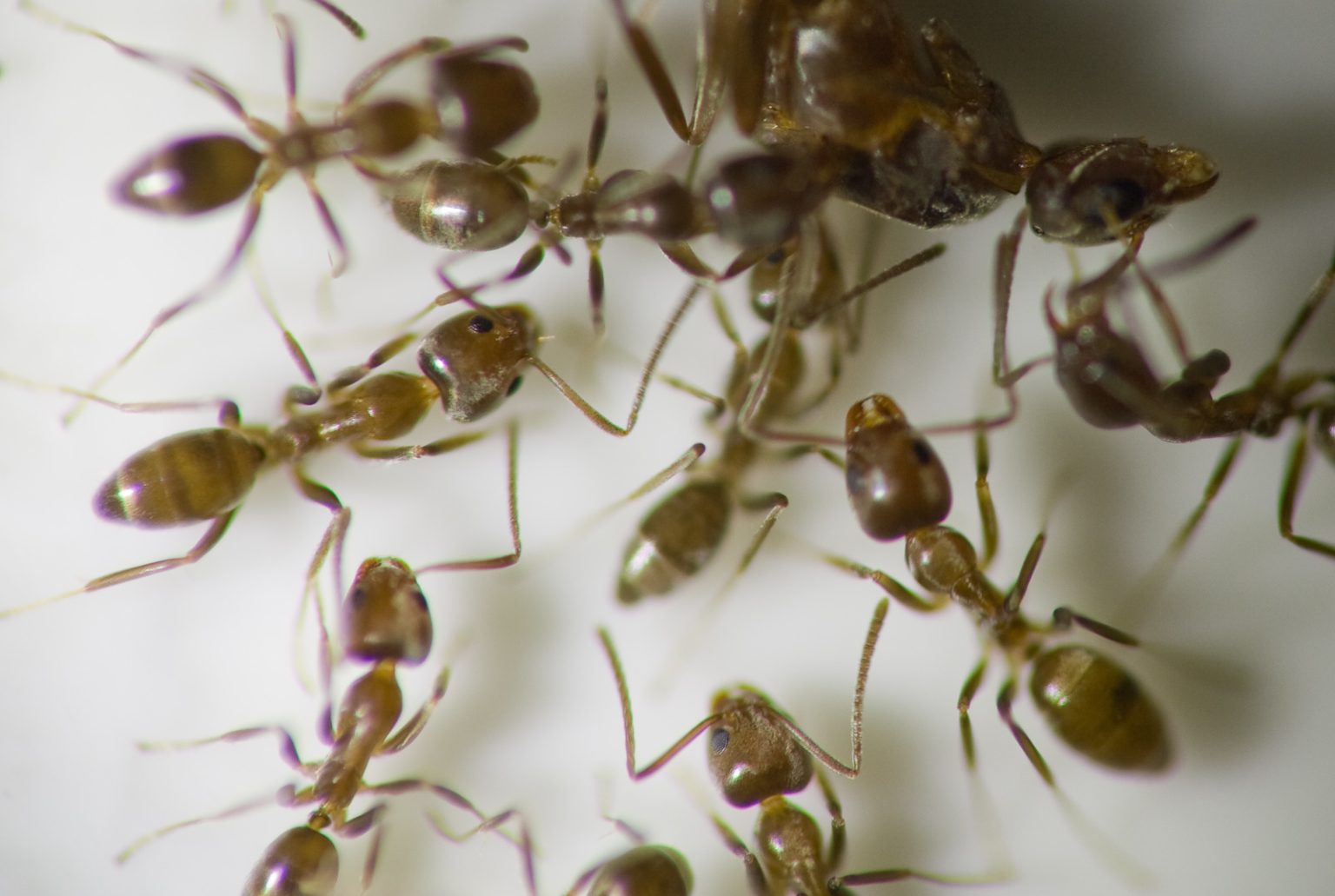 Argentine Ants vs. Carpenter Ants How Are They Different?