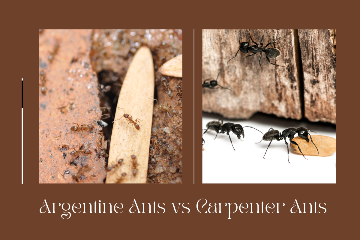 Argentine Ants