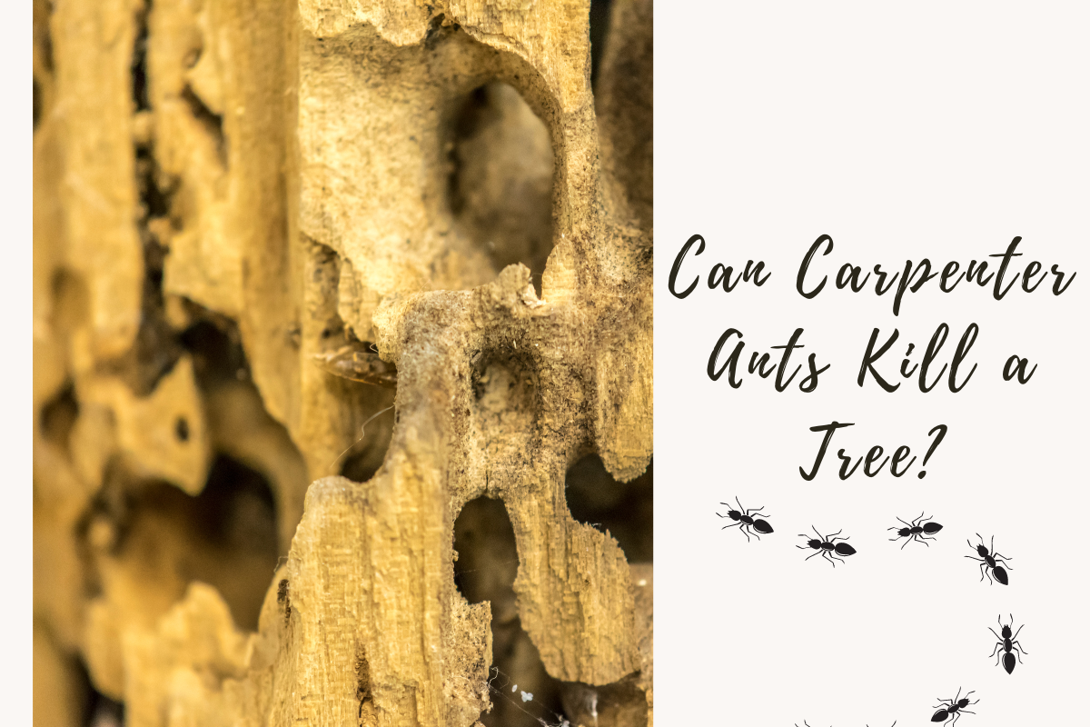 Can Carpenter Ants Kill a Tree