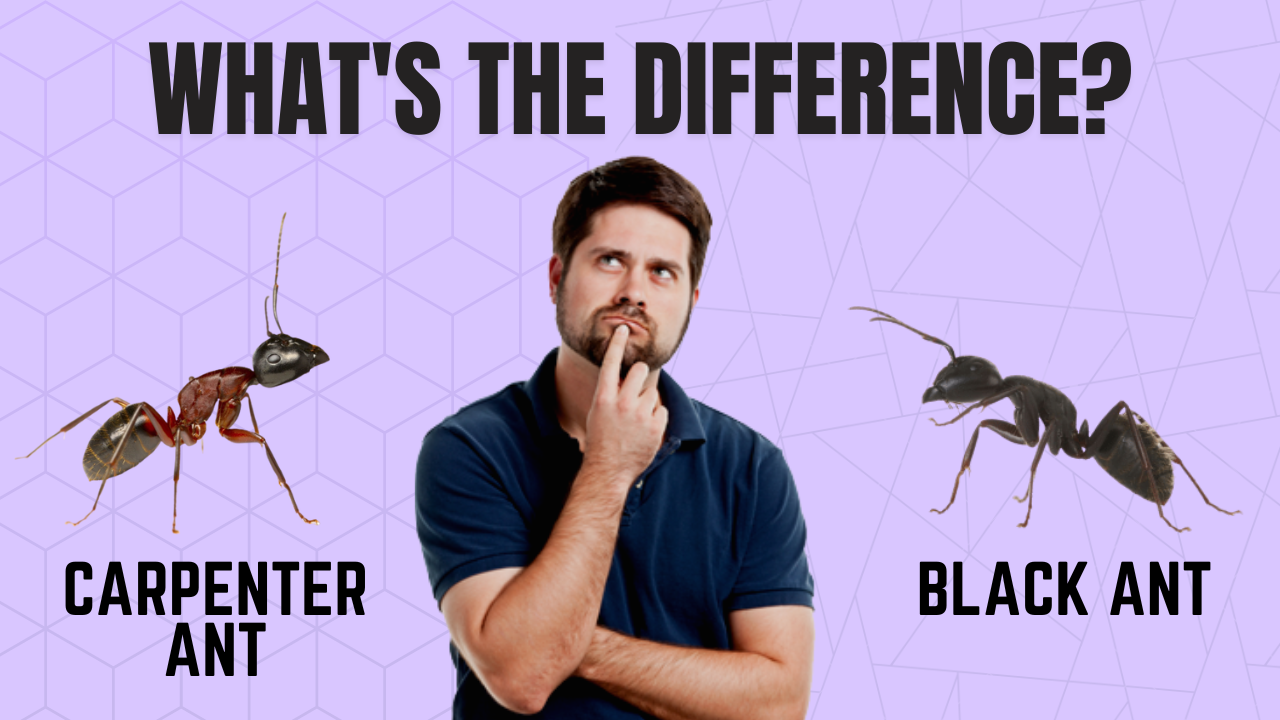 Carpenter Ant Vs Black Ant- What's The Difference