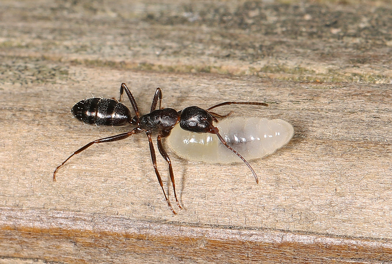 Where Do Carpenter Ants Go In The Winter?