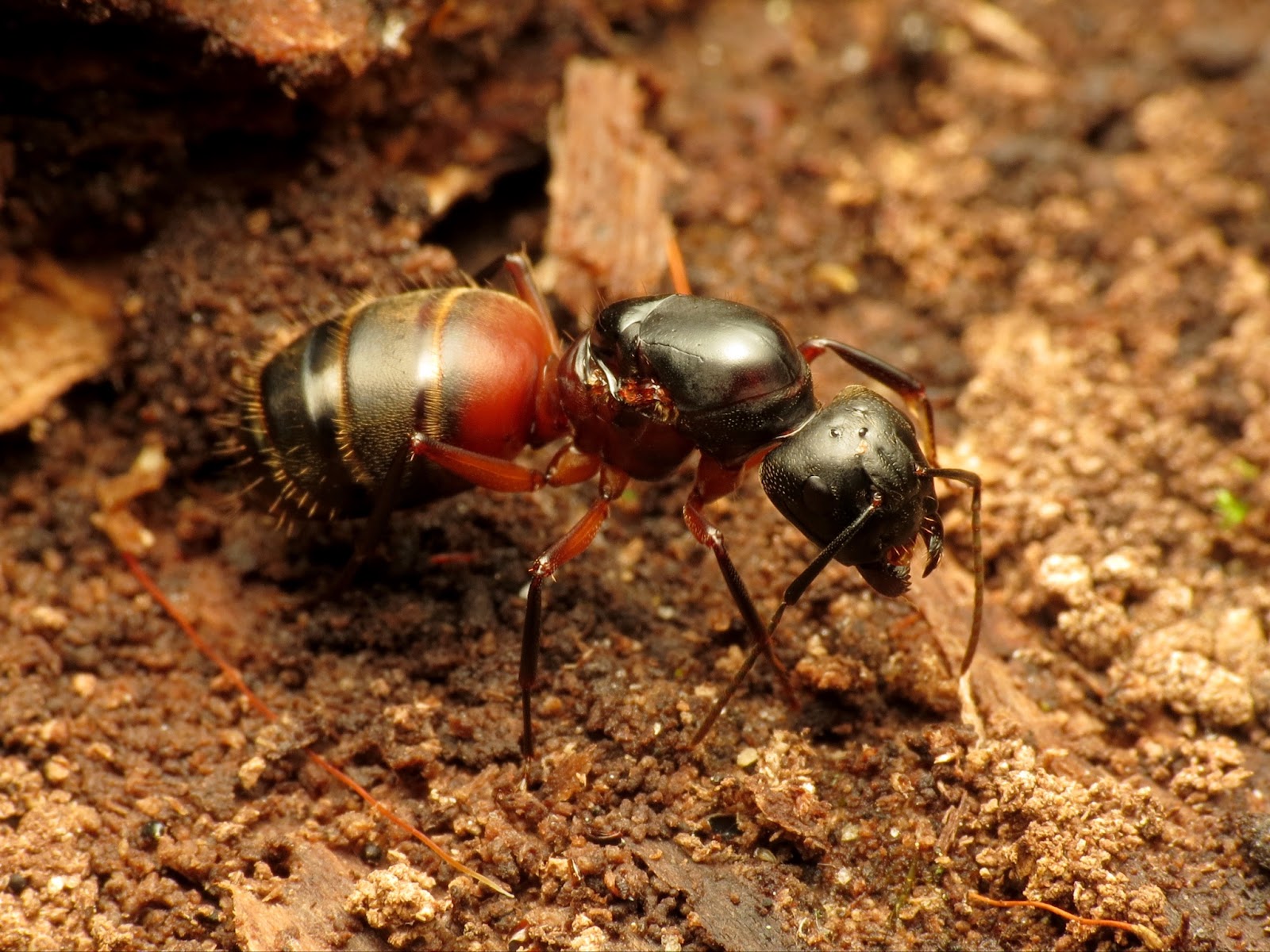 How To Get Rid Of Carpenter Ants In Mulch The Definitive Guide