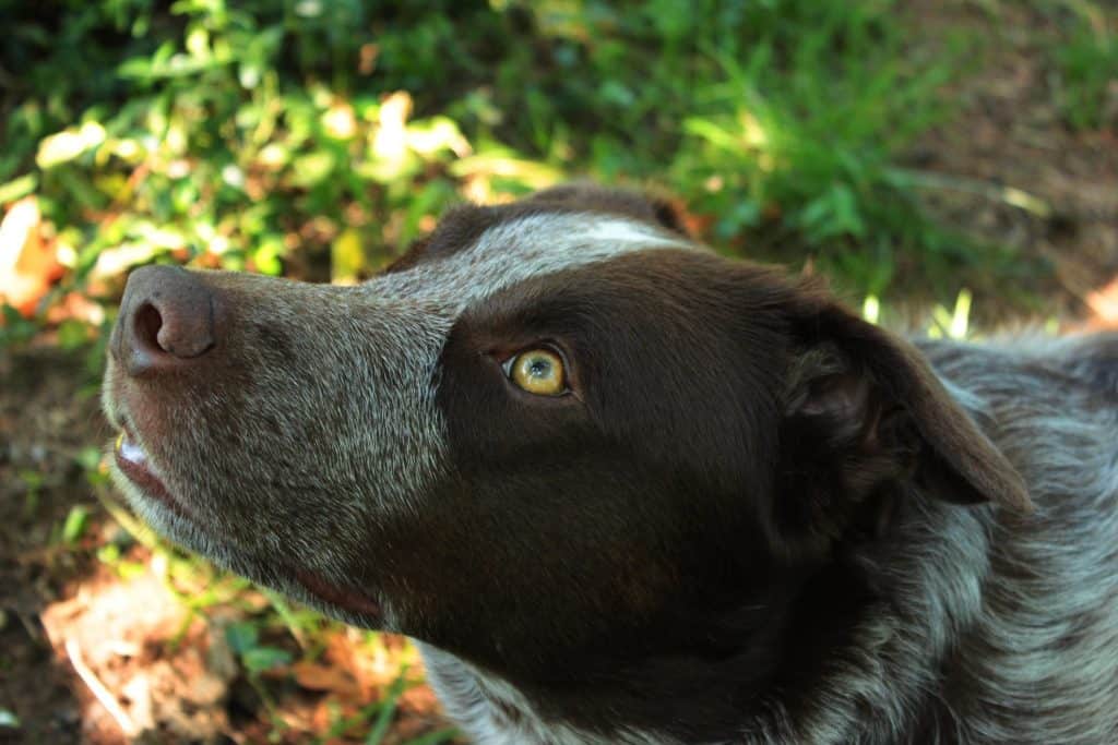 Do All Dogs Chase Squirrels?