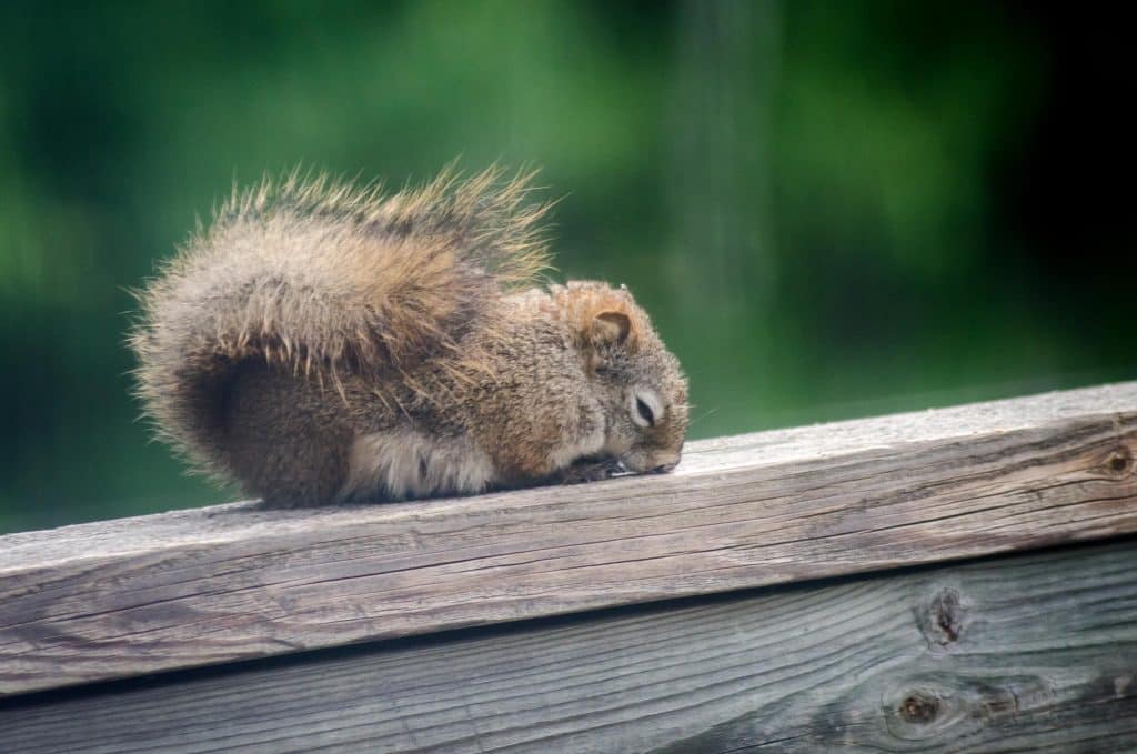 Do Squirrels Have a Bedtime