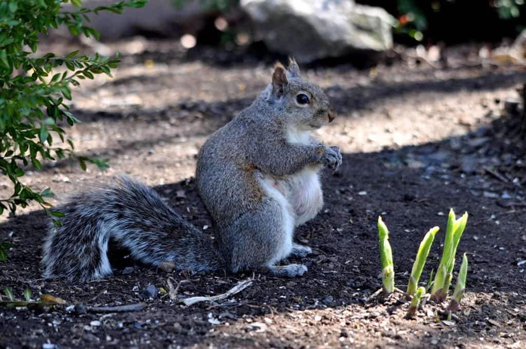 How Can You Tell if a Squirrel is Pregnant