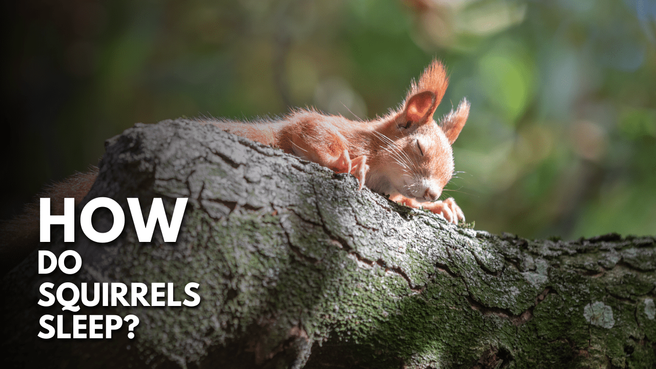 How Do Squirrels Sleep