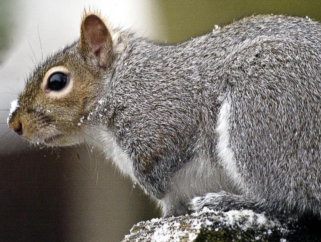 How Do Squirrels Stay Warm in the Winter