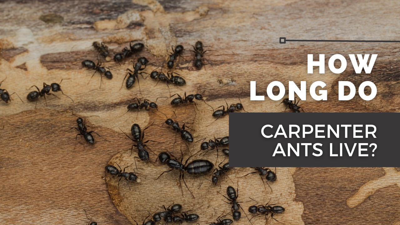 Page 4 Pest Control Information