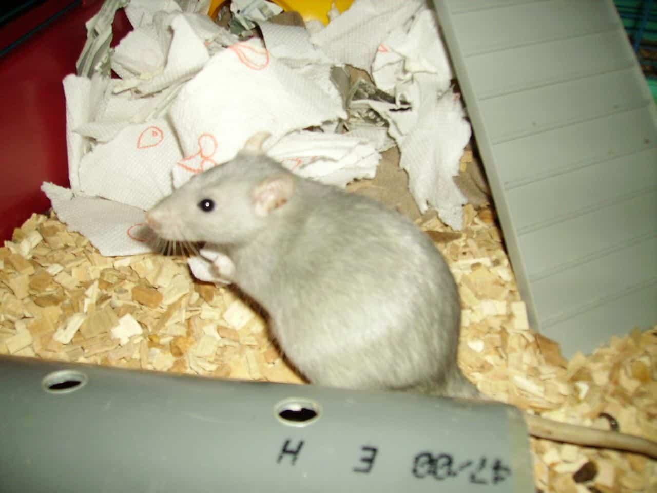 How Long Is A Rat’s Pregnancy?