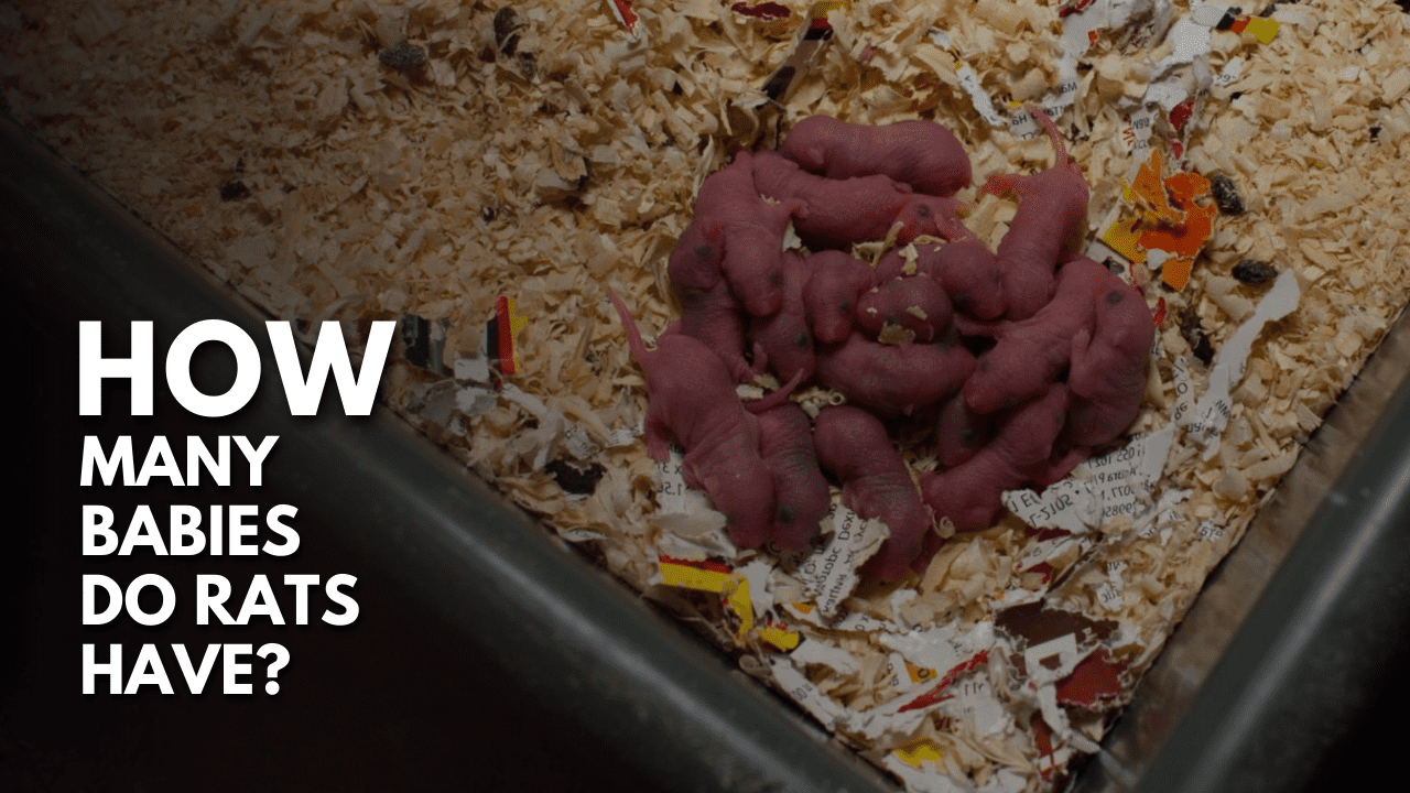 How Many Babies Do Rats Have
