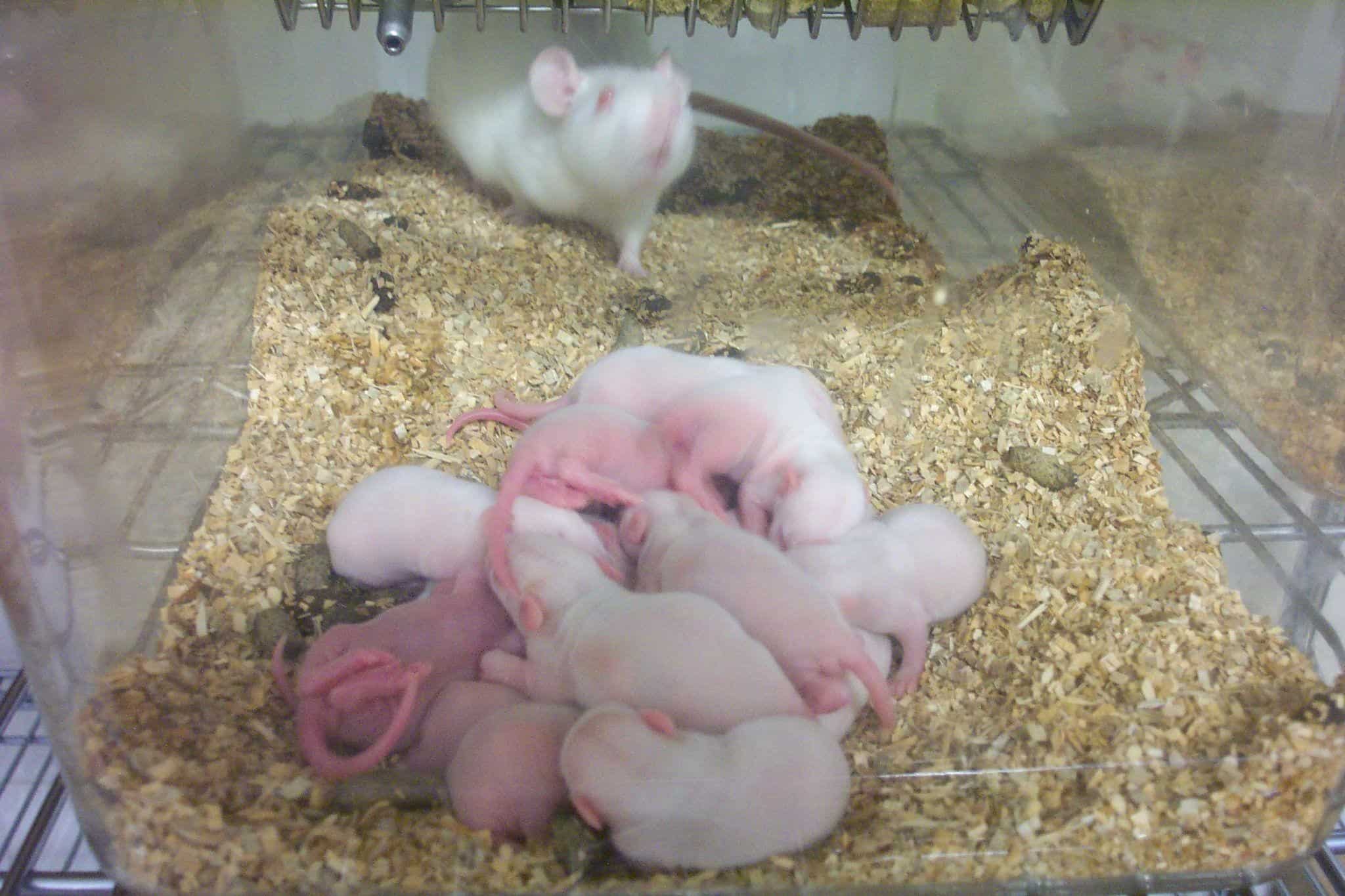 How Many Babies Do Rats Have?