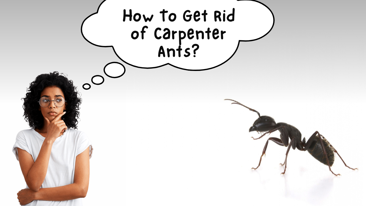How To Get Rid of Carpenter Ants