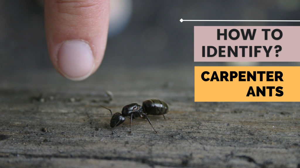 How To Identify Carpenter Ants