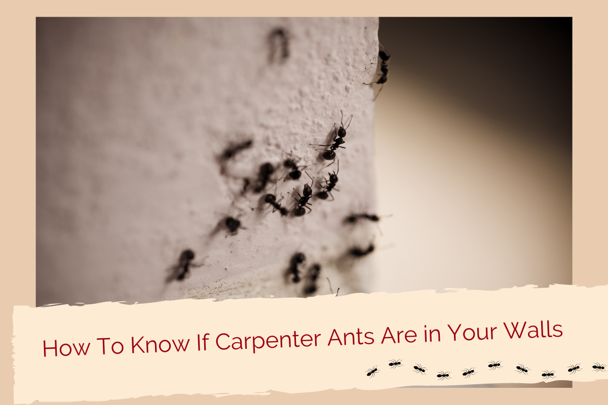 How To Know If Carpenter Ants Are in Your Walls