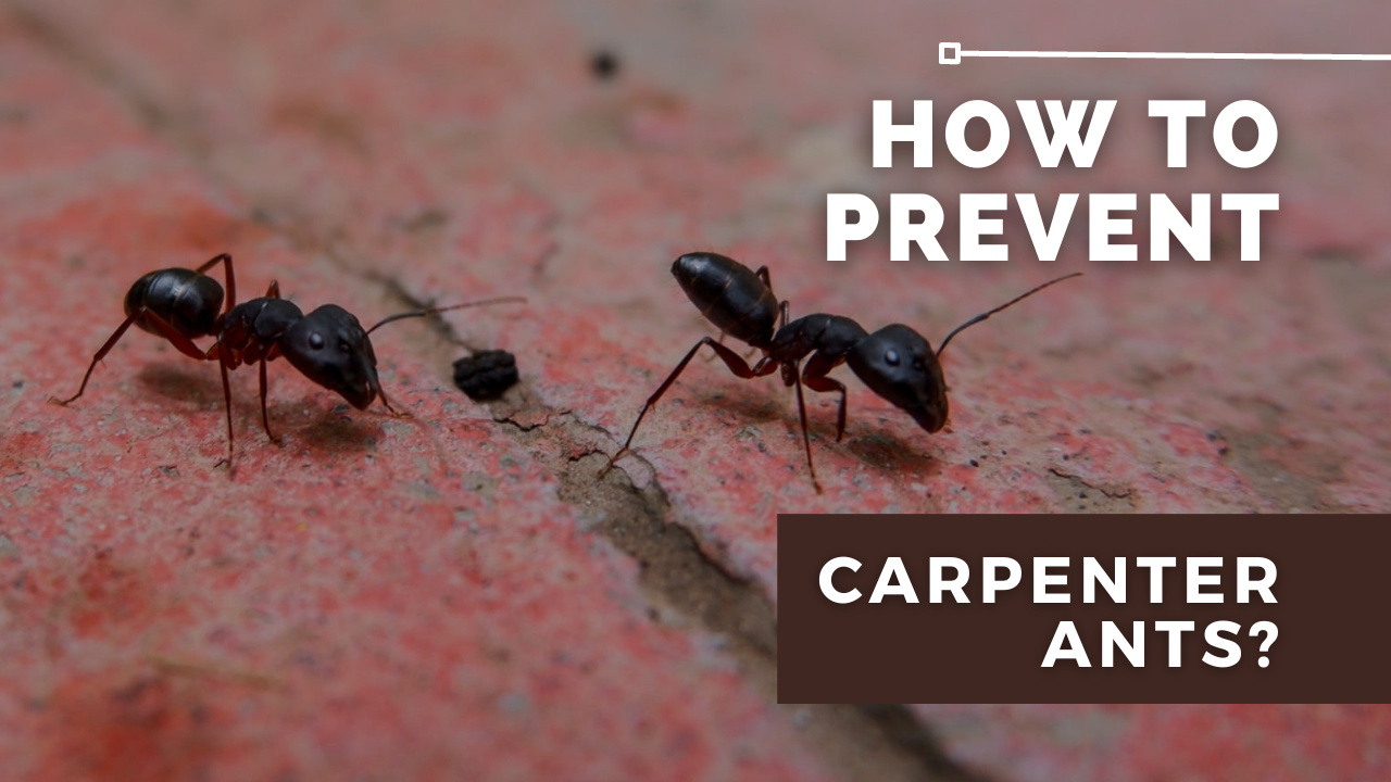 How To Prevent Carpenter Ants
