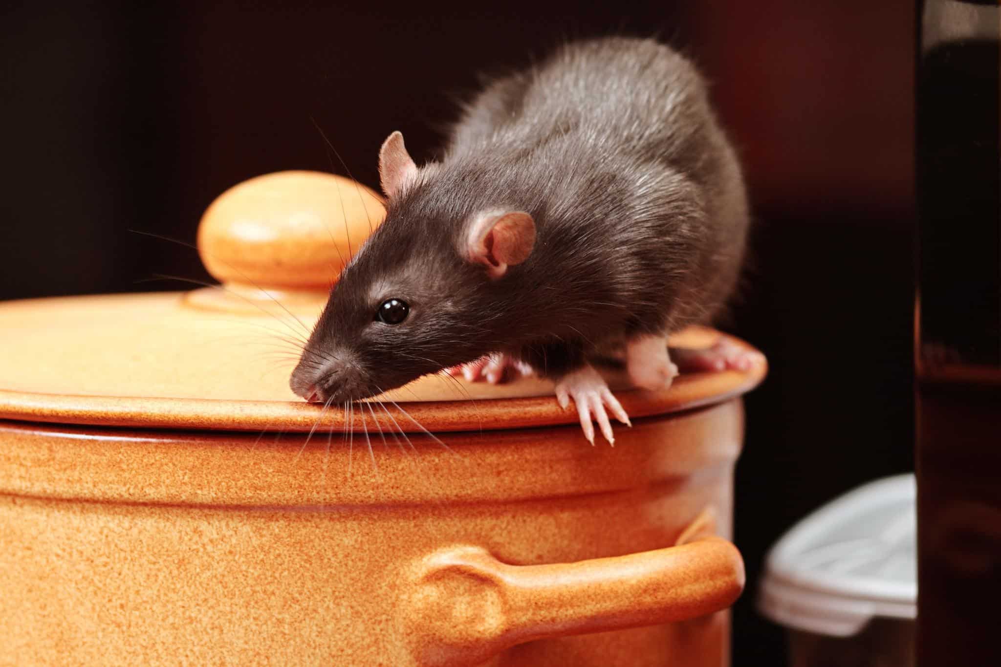 How to Tell How Many Rats Are in Your House? – pestinformer.com