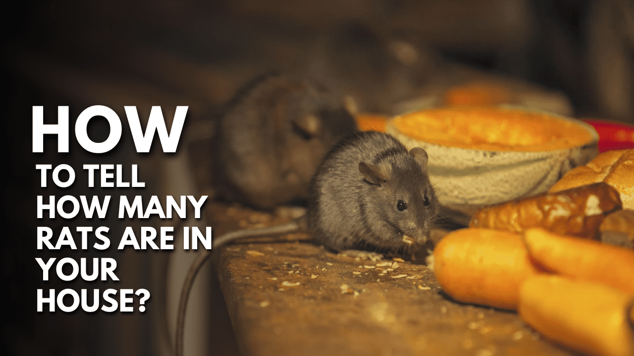 How to Tell How Many Rats Are in Your House
