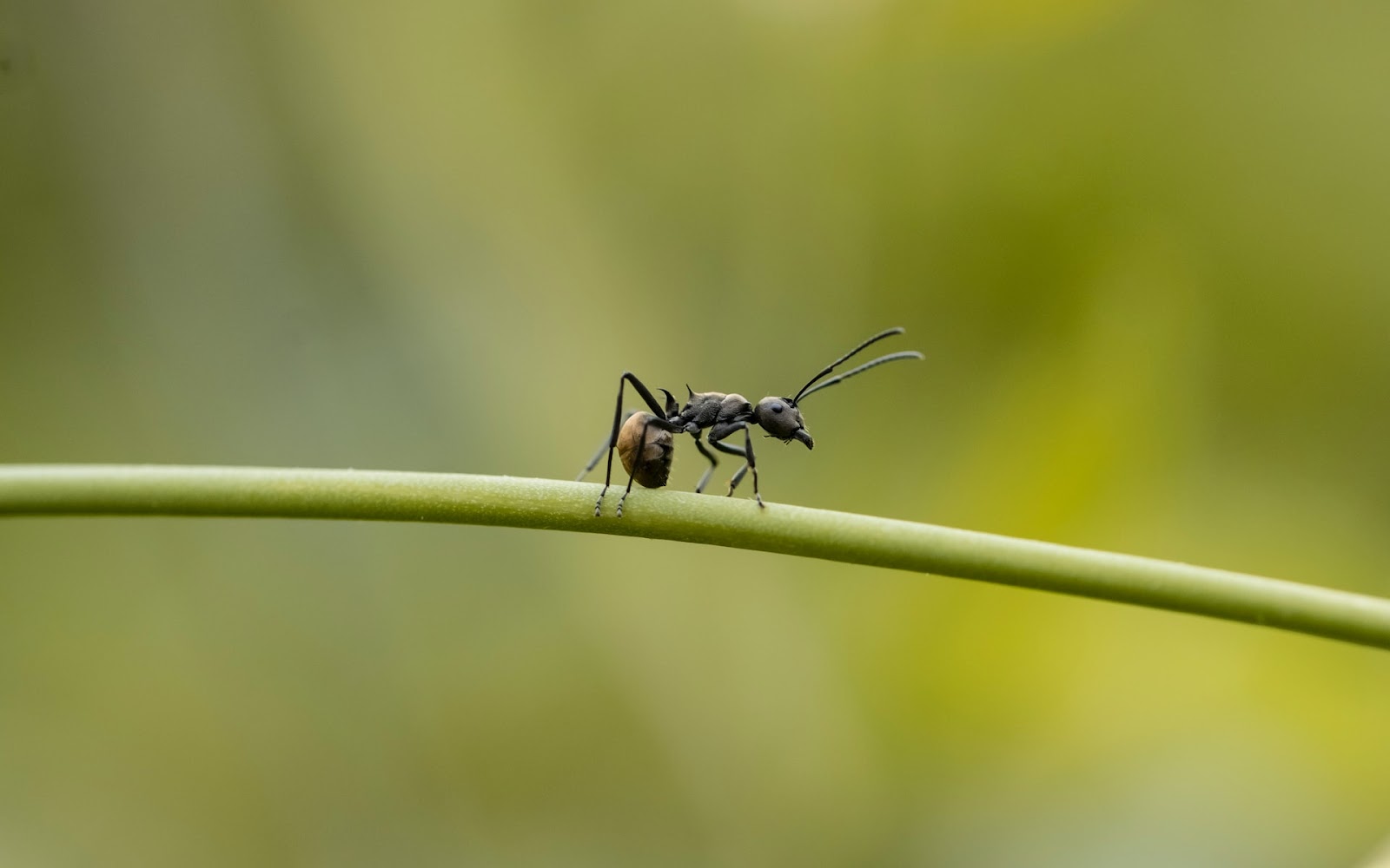 What Damage Can Carpenter Ants Do?