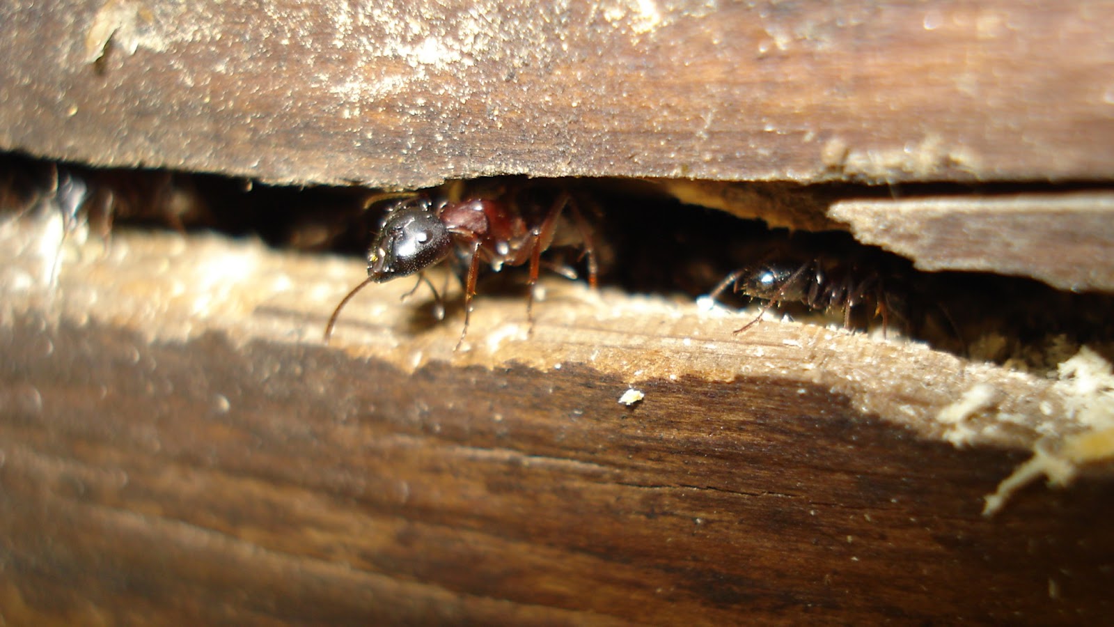 Where Do Carpenter Ants Live in the World?