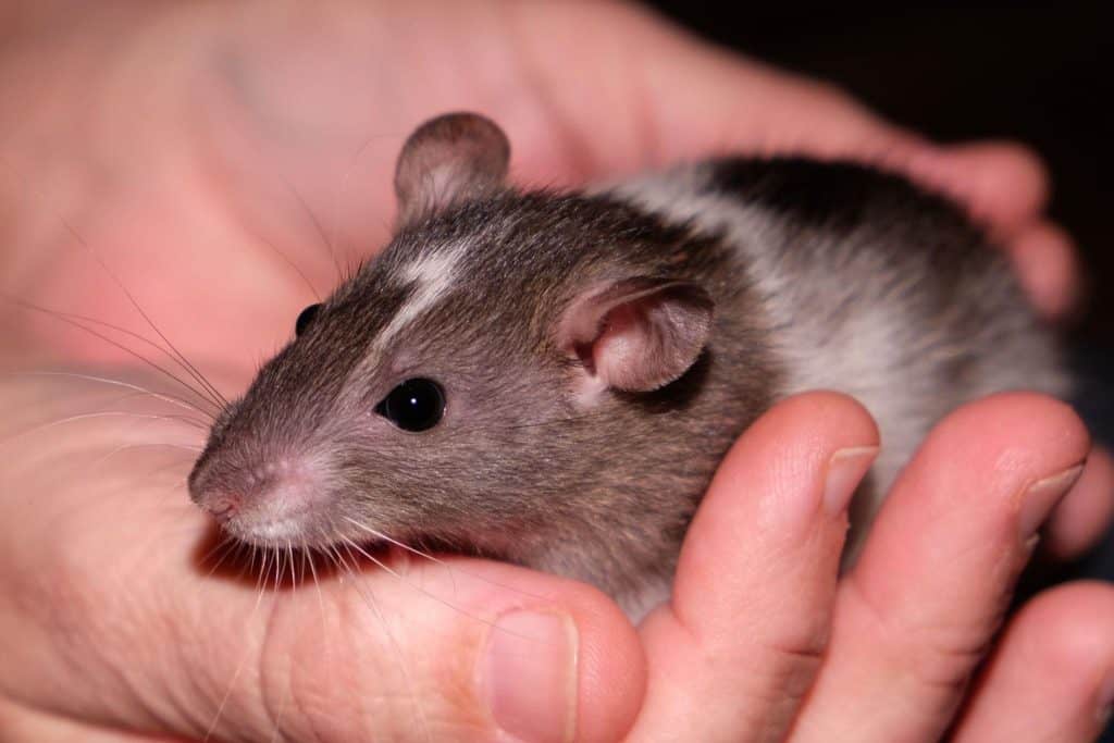 The Rat Gestation Period