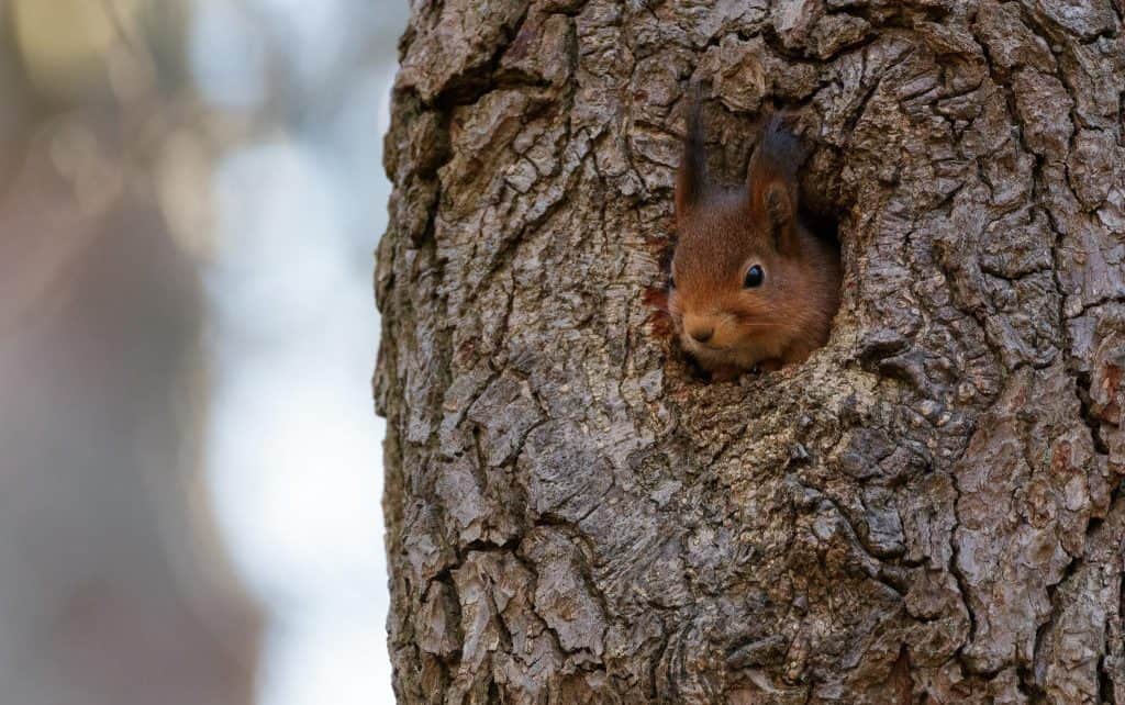 Tree Cavities