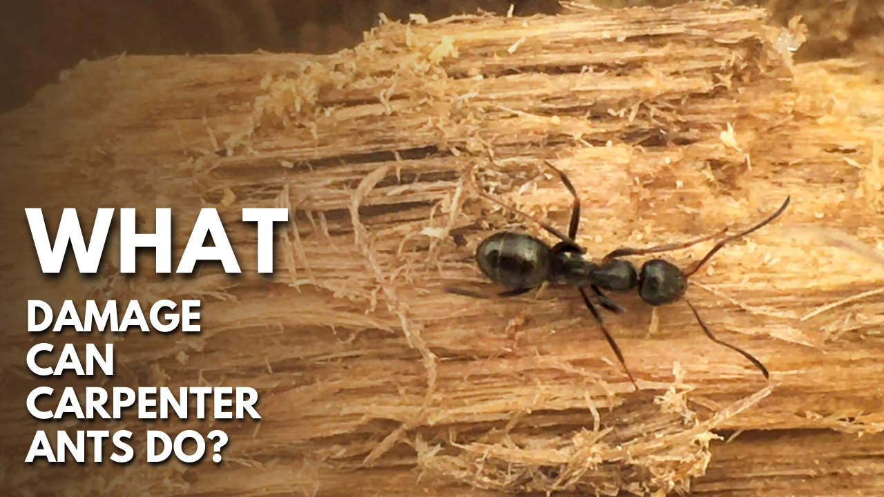 What Damage Can Carpenter Ants Do