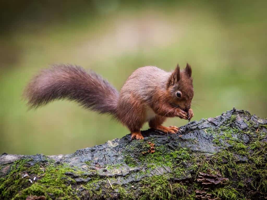 Where Do Red Squirrels Live?