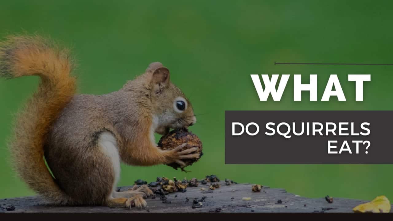 What Do Squirrels Eat