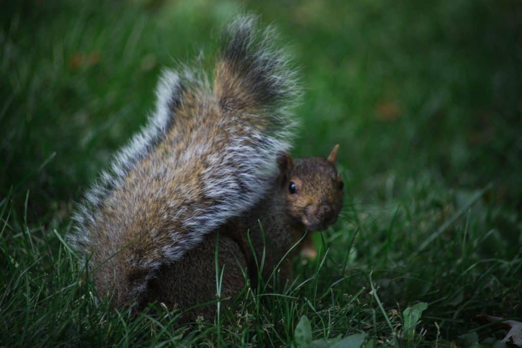 What Do Squirrels Use Their Tails For?