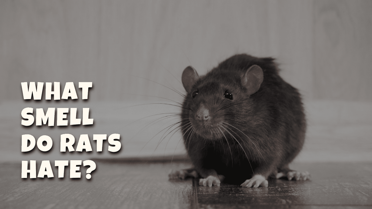What Smell Do Rats Hate