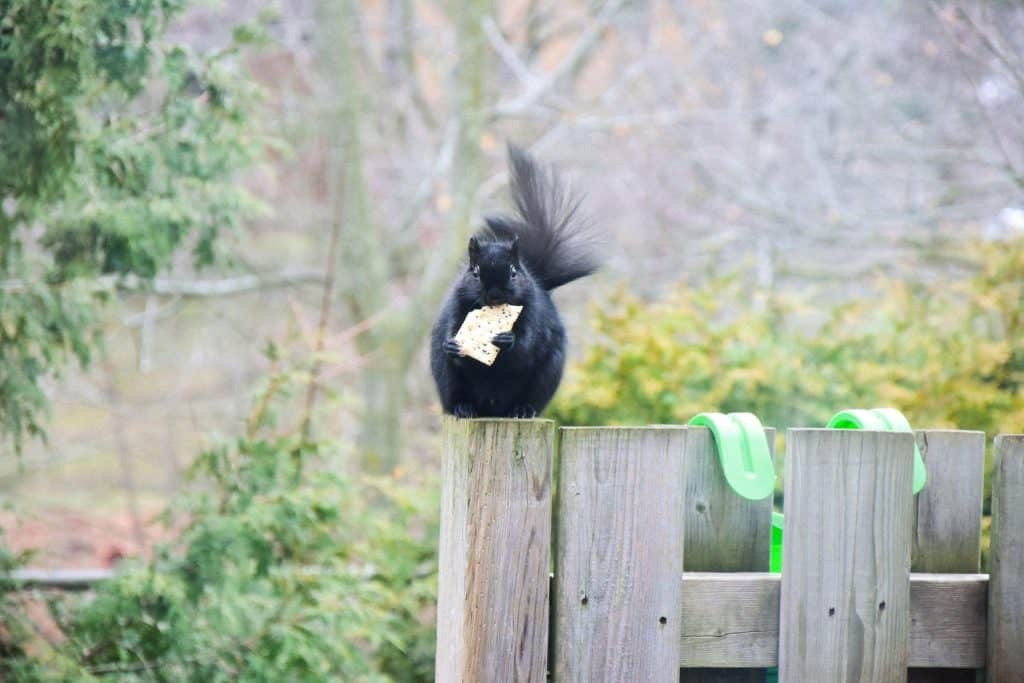 Where Do Black Squirrels Come From?