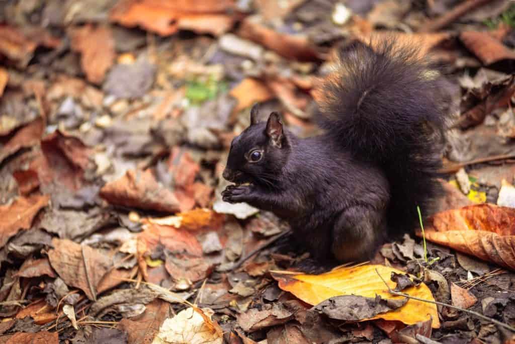 Where Do Black Squirrels Live?