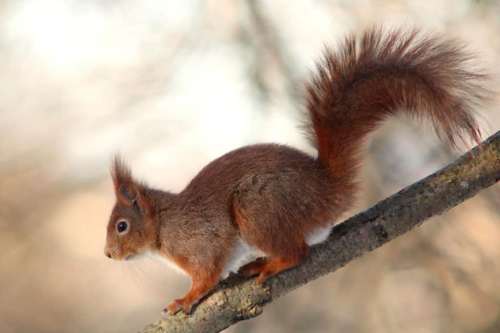 Where Do Red Squirrels Live?