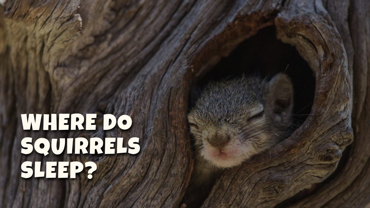 Where Do Squirrels Sleep