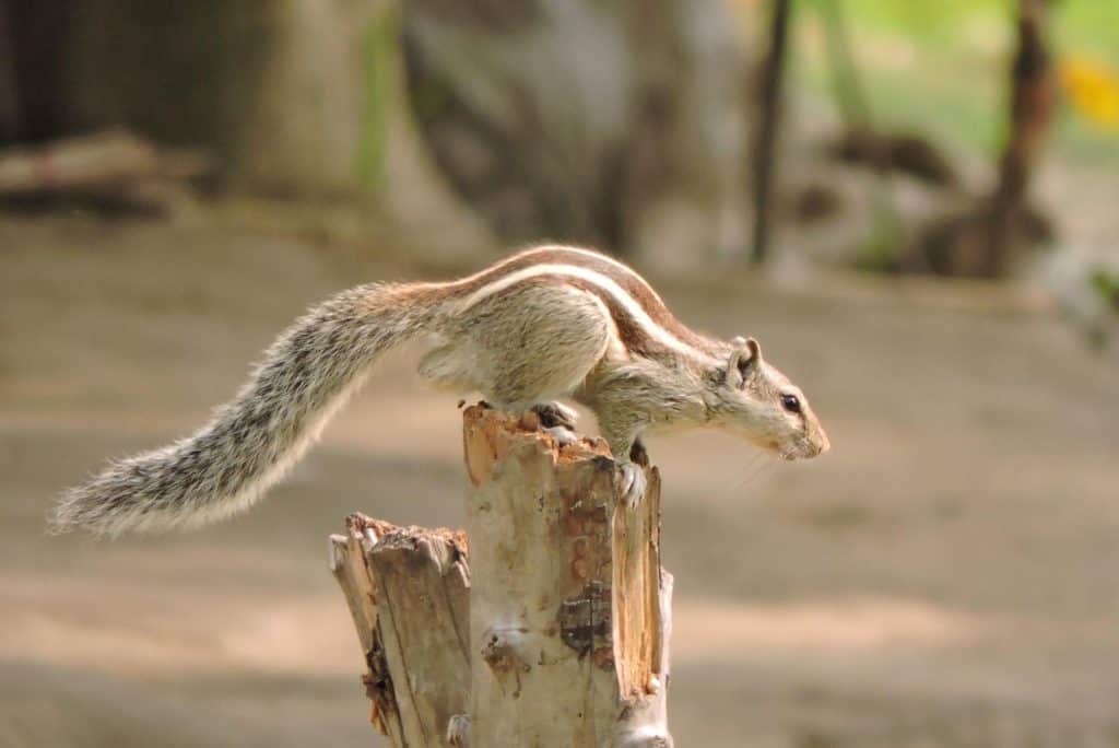 Why Are Some Squirrels Tails Not Fluffy?