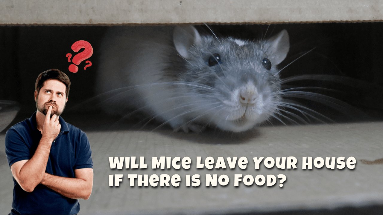 Will Mice Leave Your House if There is No Food
